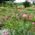 Nerium oleander 'rose double'